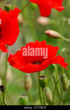 dettaglio di un papavero rosso sul campo Foto Stock