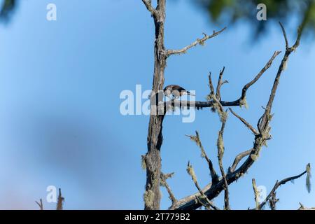 lo schiaccianoci macchiato in volo e arroccato Foto Stock