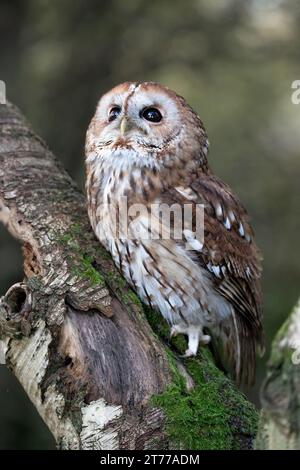 Tawny Owl arroccato su un albero nel bosco, guardando verso il cielo. Foto Stock