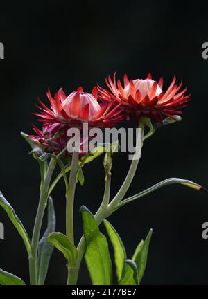 Doppio fiore rosa e bianco su sfondo verde naturale Foto Stock