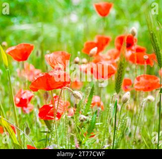 primo piano del papavero rosso con più papaveri sullo sfondo Foto Stock