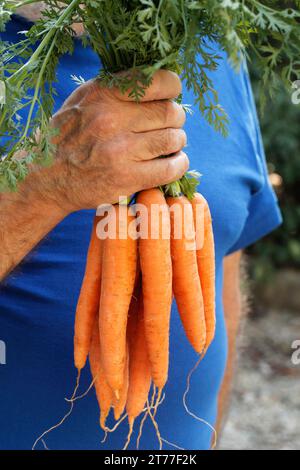 Carote. Foto Stock