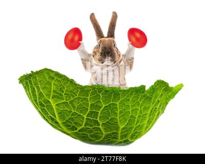 il coniglio pasquale si trova in una foglia di cavolo che contiene uova di pasqua isolate su sfondo bianco Foto Stock