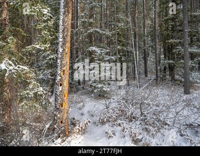 Woodpecker buche sul lato di un tronco di alberi nel Banff National Park, Alberta, Canada Foto Stock