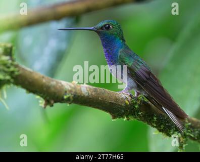 Stella di collina con schienale verde, stella di collina dalla coda bianca (Urochroa leucura), maschio seduto su un ramo, Ecuador, Ande Foto Stock