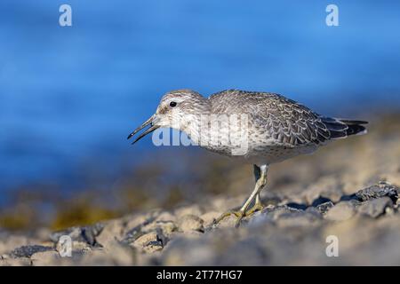 Nodo rosso (Calidris canutus), mangiare sulla riva del Mare del Nord un po' di lumaca nel piumaggio giovanile, vista laterale, Paesi Bassi, Frisia Foto Stock