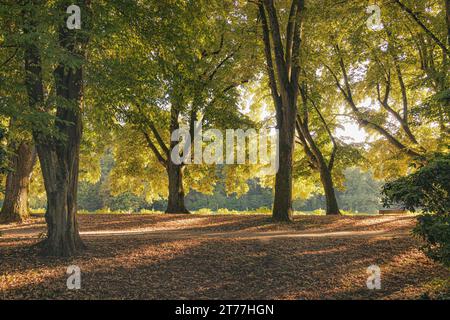 Alberi autunnali nel parco con sole basso, Germania, Baden-Wuerttemberg, Lichtentaler Allee, Baden-Baden Foto Stock