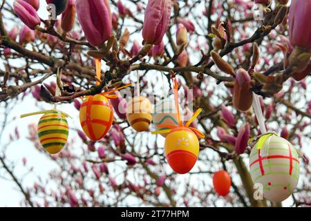 Piattino magnolia (Magnolia x soulangiana, Magnolia soulangiana, Magnolia x soulangeana, Magnolia soulangeana), uova di Pasqua pn albero di mangolia Foto Stock