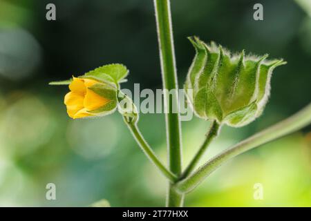 Foglia di velluto, malvo indiano (Abutilon theophrasti), fiore e frutta Foto Stock