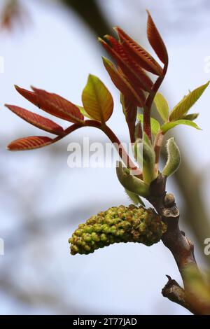 noce (Juglans regia), germogli di foglie e gattini maschili in gemma, Germania Foto Stock