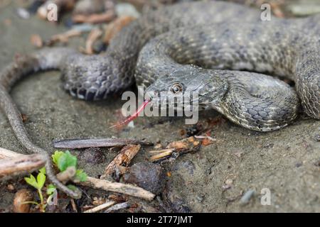 Serpente da dadi, serpente d'acqua (Natrix tessellata), lingua che gira per terra, Croazia Foto Stock