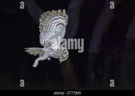 Gufo tawny eurasiatico, gufo marrone (Strix aluco), in volo di notte con un topo catturato nel becco, vista laterale, Spagna, Estremadura, Salorino Foto Stock