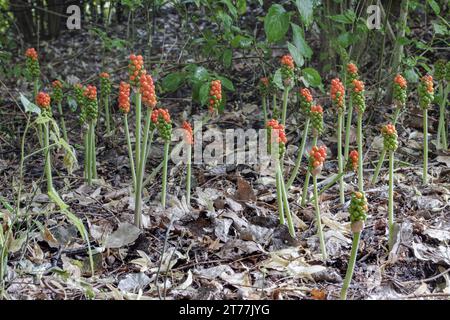 Signori e signore, portland arrow-root, cuckoopint (Arum maculatum), la fruttificazione, in Germania, in Baviera Foto Stock