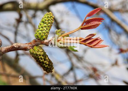 noce (Juglans regia), germogli di foglie e gattini maschili in gemma, Germania Foto Stock