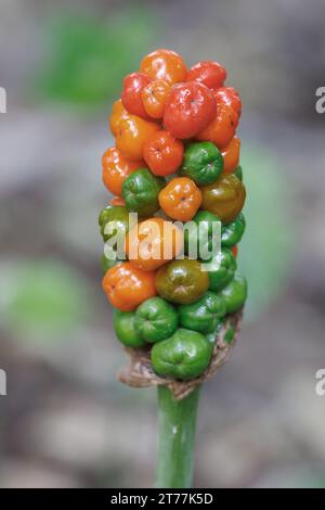 lords-and-Ladies, portland arrowroot, cuckoopint (Arum maculatum), infructescence, Germania, Baviera Foto Stock