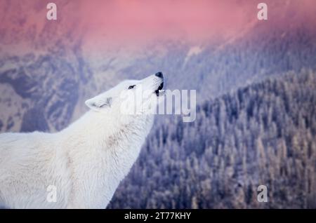 il lupo polare urla sullo sfondo di una foresta innevata Foto Stock