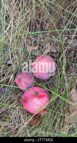 Alcune mele rosse mature sono cadute dall'albero e sono distese nell'erba Foto Stock