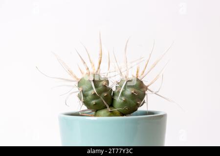 Il Paper spine Cactus ,Tephrocactus articulatus, noto anche come Spruce Cactus Foto Stock