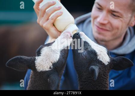 Contadino che allatta due piccoli agnelli con il latte di un biberon. Vita quotidiana in una fattoria biologica. Temi agricoltura sostenibile, ecologia e cura degli animali. Foto Stock