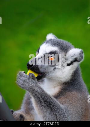 lemur che mangia una mela su sfondo verde Foto Stock