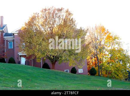 Foglia gialla colore degli alberi di faggio in autunno Foto Stock