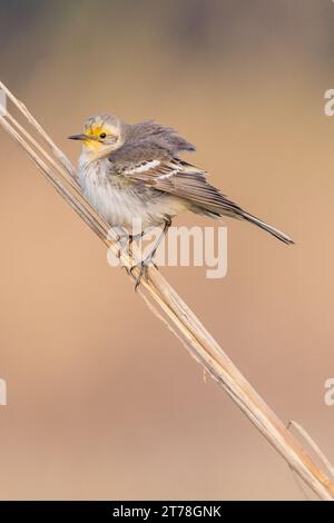 Uccello coda di Wagtail al Bharatpur Bird Sanctuary nel Rajasthan, India Foto Stock