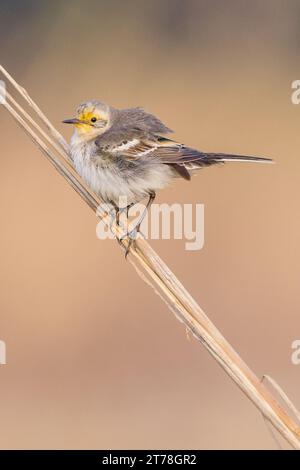 Uccello coda di Wagtail al Bharatpur Bird Sanctuary nel Rajasthan, India Foto Stock