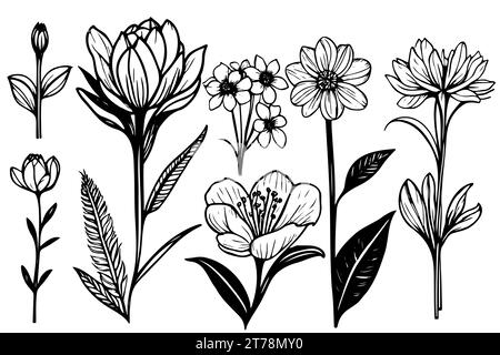 collezione botanica vettoriale di fiori e foglie da disegno floreale, illustrazione botanica artistica monocromatica. Elementi floreali isolati Illustrazione Vettoriale