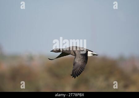 Brent Goose (Branta bernicla) in volo. Questo uccello è un adulto, con il segno del collo bianco chiaramente visibile. Foto Stock