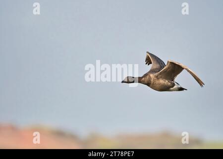 Brent Goose (Branta bernicla) in volo. Questo uccello è un giovane, privo dell'anello bianco sul collo Foto Stock