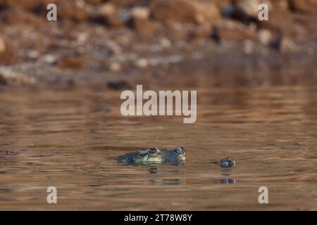 Coccodrilli che prendono il sole al fiume Chambal in India Foto Stock