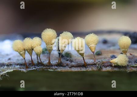 Hemitrichia calyculata, comunemente nota come stampo a spinta Foto Stock