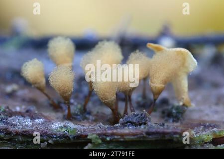 Hemitrichia calyculata, comunemente nota come stampo a spinta Foto Stock