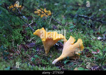 Cantharellus cibario, conosciuto come chanterelle o chanterelle dorate, fungo commestibile selvatico dalla Finlandia Foto Stock