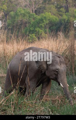 Elefante singolo in una giungla Foto Stock