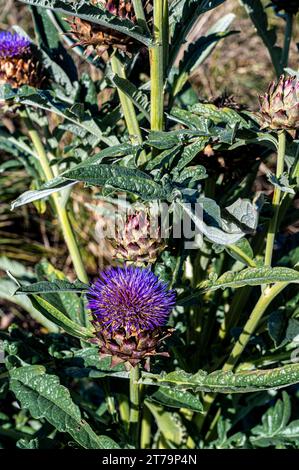 Cynara, Porto Cardoon, Cardunculus, senza spina dorsale, Carciofo Purple Globe Foto Stock