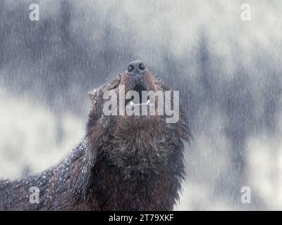 Ululando il lupo canadese in inverno sullo sfondo della neve. Foto Stock