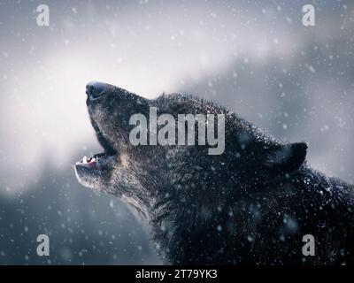 Ululando il lupo canadese in inverno sullo sfondo della neve. Foto Stock