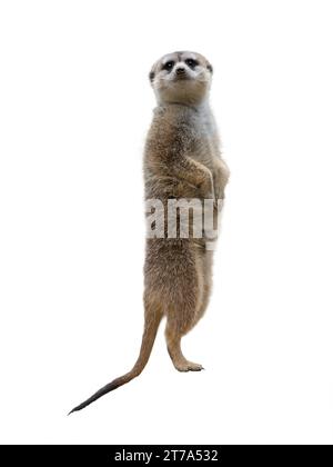 meerkat in piedi isolato su sfondo bianco Foto Stock