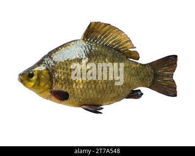 pesce crociano dorato isolato su sfondo bianco Foto Stock