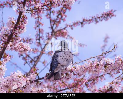il piccione in legno selvatico si trova sui ciliegi in fiore Foto Stock