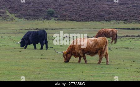 Vedute e passeggiate intorno alla nuova foresta di brockenhurst hampshire attive60 animali utilizzabili e all'aperto in autunno pascolo del bestiame nelle Highland Foto Stock