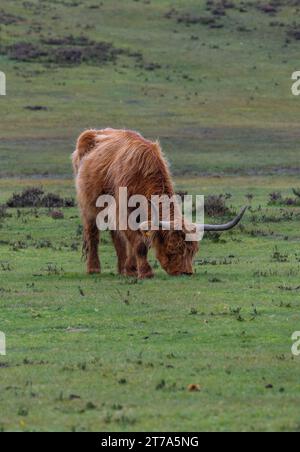 Vedute e passeggiate intorno alla nuova foresta di brockenhurst hampshire attive60 animali utilizzabili e all'aperto in autunno pascolo del bestiame nelle Highland Foto Stock