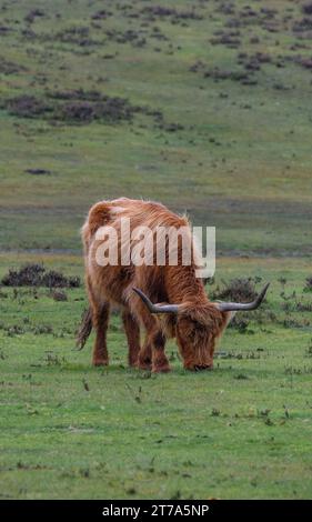 Vedute e passeggiate intorno alla nuova foresta di brockenhurst hampshire attive60 animali utilizzabili e all'aperto in autunno pascolo del bestiame nelle Highland Foto Stock