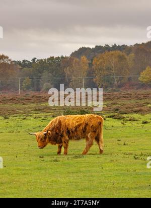 Vedute e passeggiate intorno alla nuova foresta di brockenhurst hampshire attive60 animali utilizzabili e all'aperto in autunno pascolo del bestiame nelle Highland Foto Stock