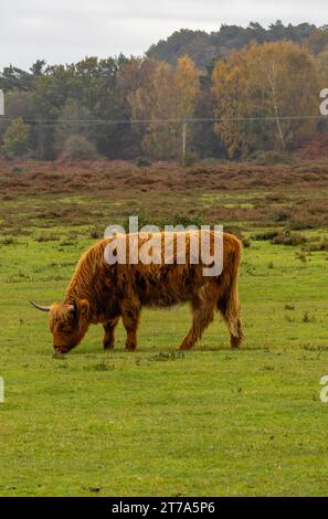Vedute e passeggiate intorno alla nuova foresta di brockenhurst hampshire attive60 animali utilizzabili e all'aperto in autunno pascolo del bestiame nelle Highland Foto Stock