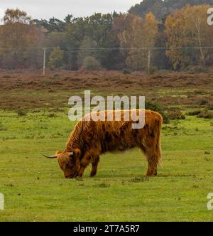 Vedute e passeggiate intorno alla nuova foresta di brockenhurst hampshire attive60 animali utilizzabili e all'aperto in autunno pascolo del bestiame nelle Highland Foto Stock