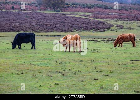 Vedute e passeggiate intorno alla nuova foresta di brockenhurst hampshire attive60 animali utilizzabili e all'aperto in autunno pascolo del bestiame nelle Highland Foto Stock