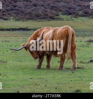 Vedute e passeggiate intorno alla nuova foresta di brockenhurst hampshire attive60 animali utilizzabili e all'aperto in autunno pascolo del bestiame nelle Highland Foto Stock