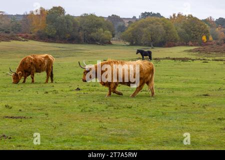 Vedute e passeggiate intorno alla nuova foresta di brockenhurst hampshire attive60 animali utilizzabili e all'aperto in autunno pascolo del bestiame nelle Highland Foto Stock